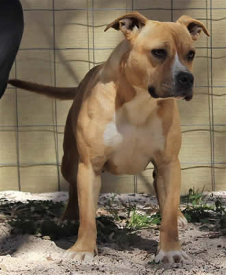 DDDawgs Dressed To Kill