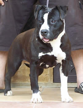 DDDawgs Daisy Cutter