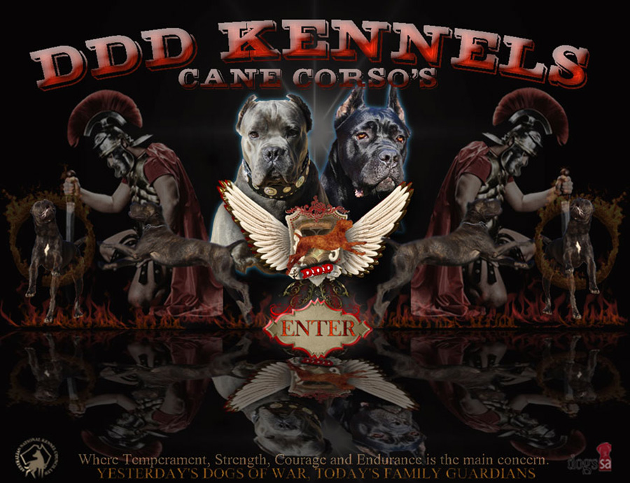 DDD Cane Corsos