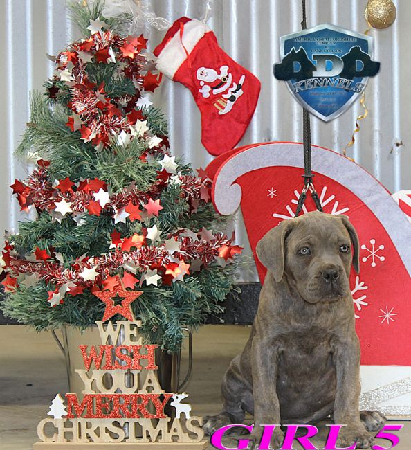 ankc fci pedigree blue Cane Corso female available for sale