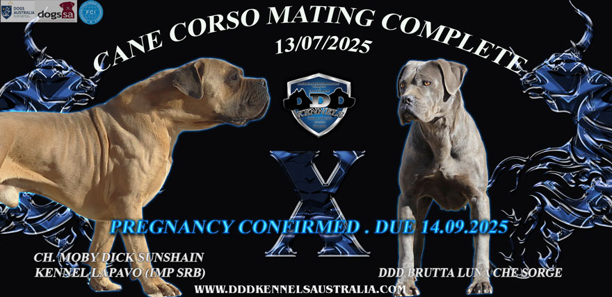 MOBY DICK SUNSHAIN KENNEL LEPAVO X DDD BRUTTA LUNA CHE SORGE pregnancy confirmed