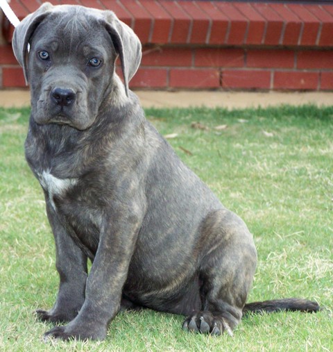 Cane Corsos Bred By Us