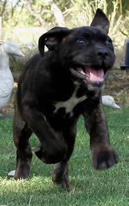 Cane Corsos Bred By Us