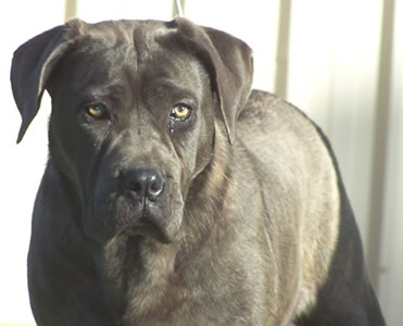 Cane Corsos Bred By Us