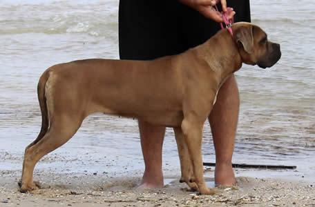 Cane Corsos Bred By Us