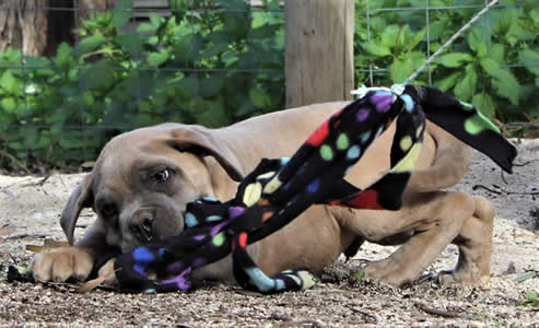 Cane Corsos Bred By Us