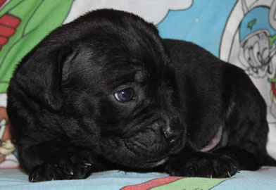 Cane Corsos Bred By Us