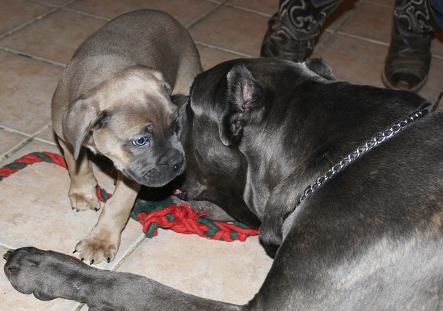 Cane Corsos Bred By Us