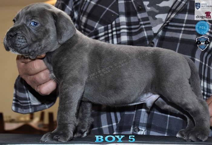 Cane Corsos Bred By Us