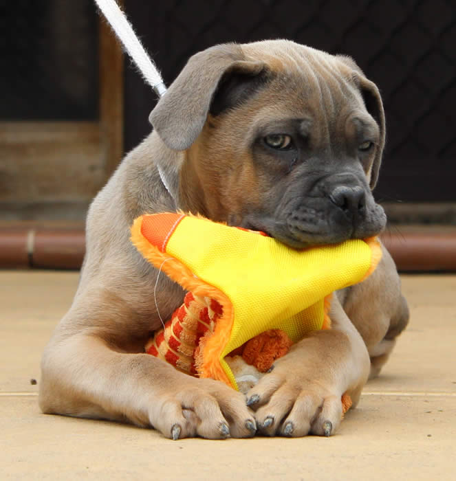 Cane Corsos Bred By Us