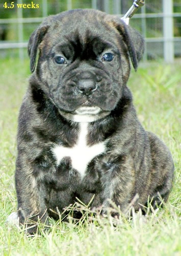 Cane Corsos Bred By Us