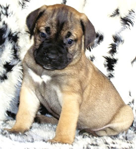 Cane Corsos Bred By Us