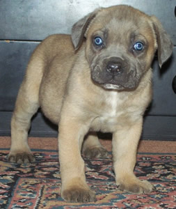 Cane Corsos Bred By Us