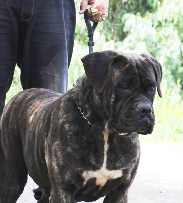 Cane Corsos Bred By Us