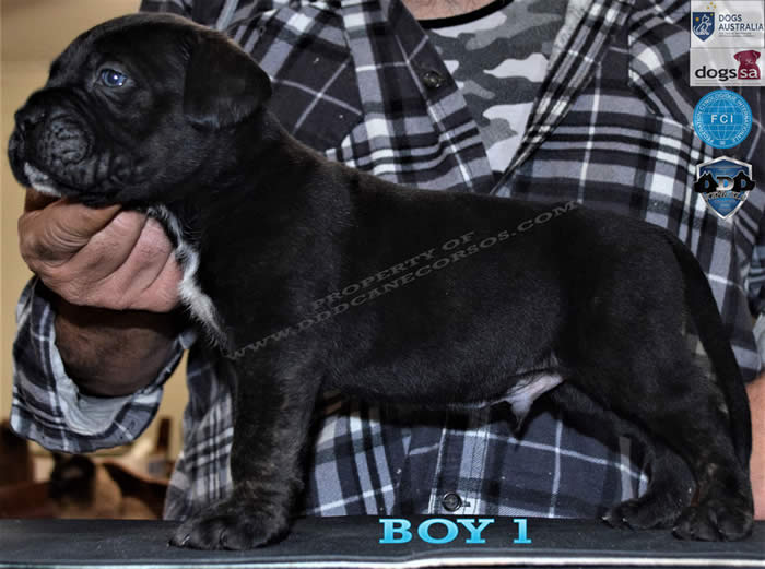 Cane Corsos Bred By Us