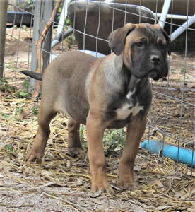 Cane Corsos Bred By Us