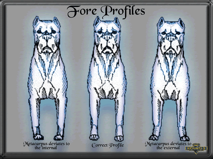 Cane Corsos ANKA Standard