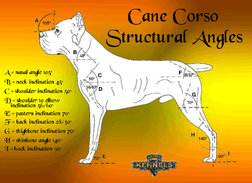 Cane Corsos ANKA Standard