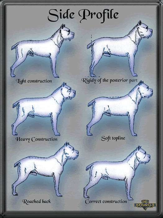 Cane Corsos ANKA Standard