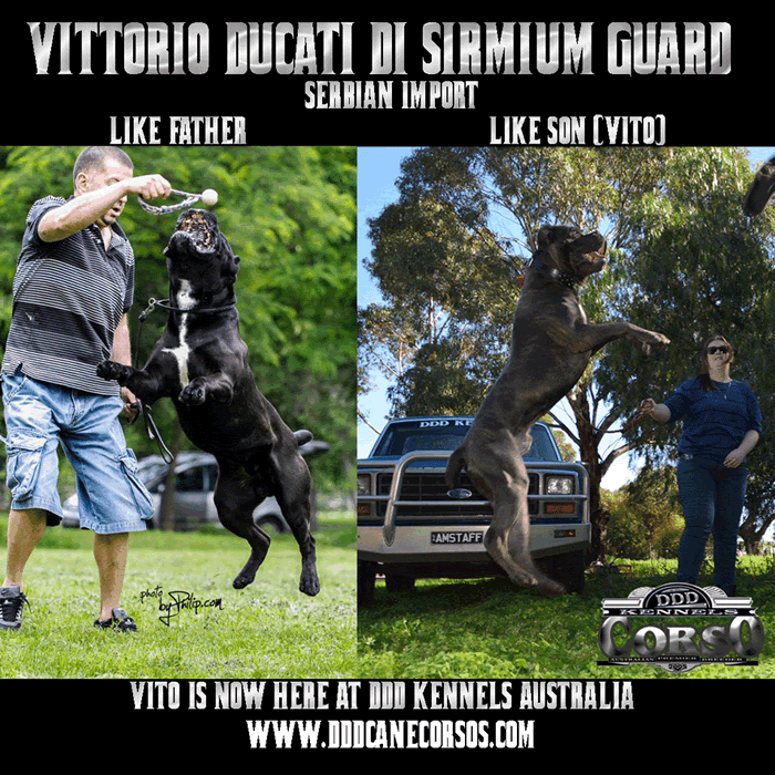 DDD Cane Corsos