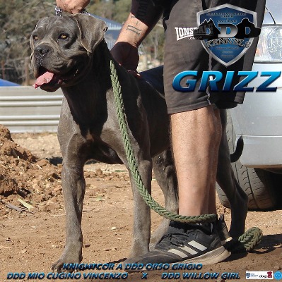 KNIGHTCORE A DDORSO GRIGO