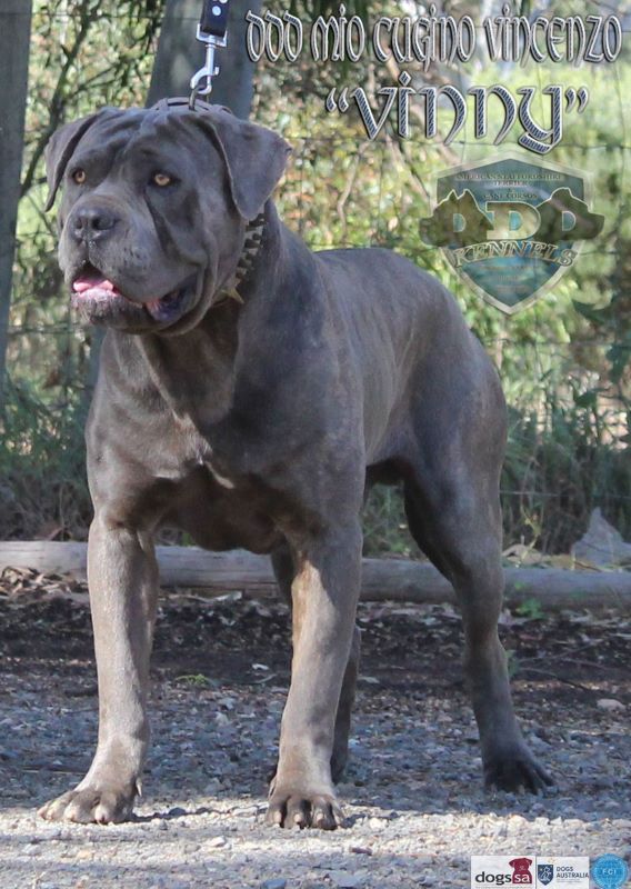 DDD MIO CUGINO VINCENZO