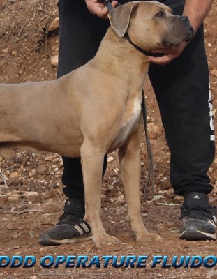 DDDAWGS OPERATARE FLUIDO