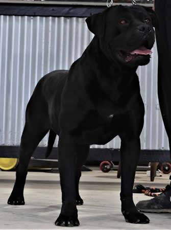 DDD Eredita Di Un Re