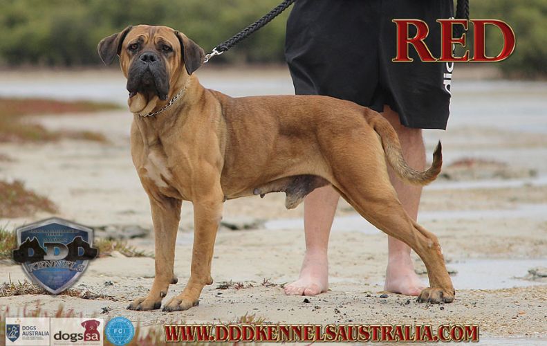 DDD CANE ROSSO (Aka RED)