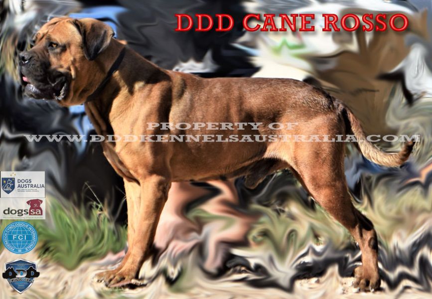 DDD Cane Rosso