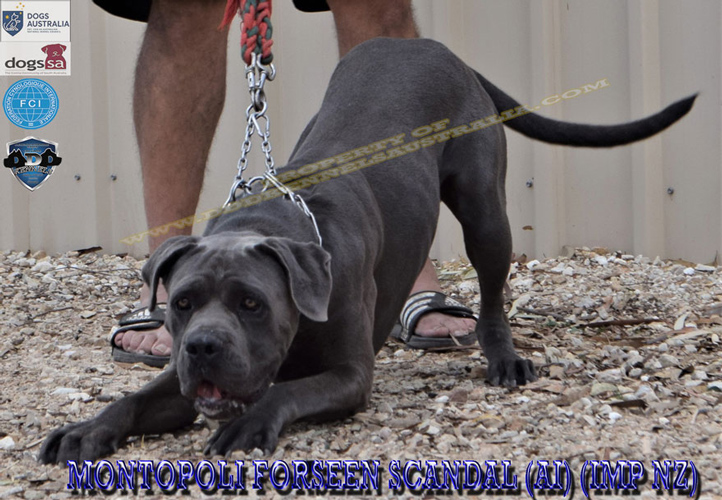 Montopoli Forseen Scandal (AI) Imp NZ