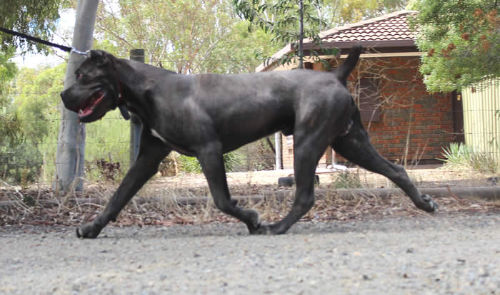 Vittorio Ducatti Di Sirmium Guard