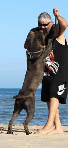 Vittorio Ducatti Di Sirmium Guard