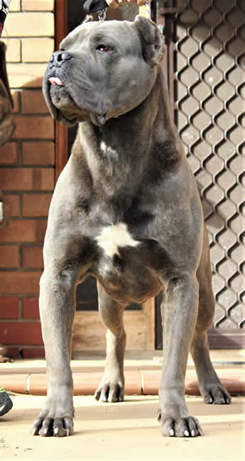 Vittorio Ducatti Di Sirmium Guard &nbsp;Serbian Import &nbsp; (Aka "VITO")