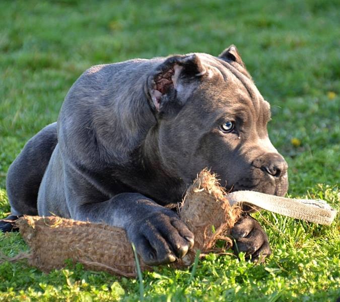 Vittorio Ducatti Di Sirmium Guard