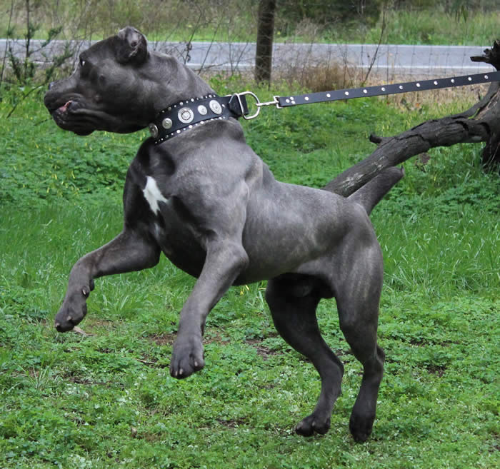 Vittorio Ducatti Di Sirmium Guard