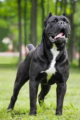 BOSS SANGUE MAGNIFICA (SRB)