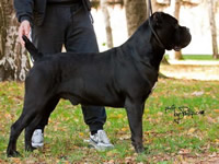 DOK SANGUE MAGNIFICA (SRB)