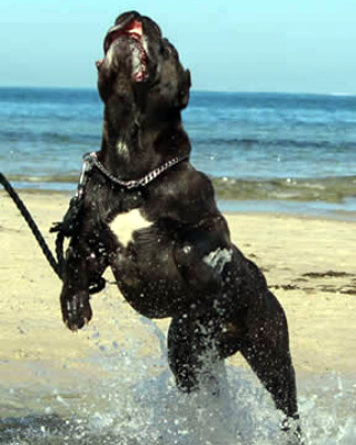 Vittorio Ducatti Di Sirmium Guard