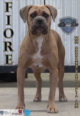 DDDAWGS FIORE DEL SOLE