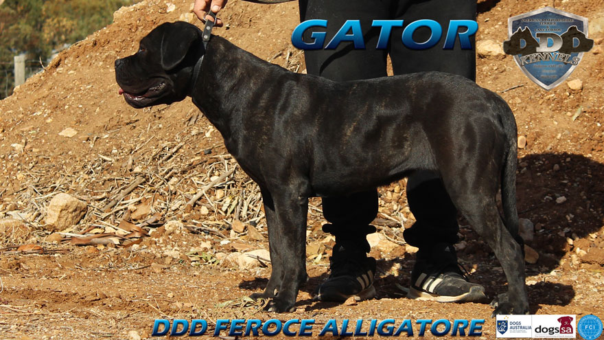 DDD FEROCE ALLIGATORE