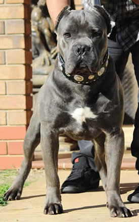 VITO DUCATTI DI SIRMIUM GUARD (IMP SRB)﻿