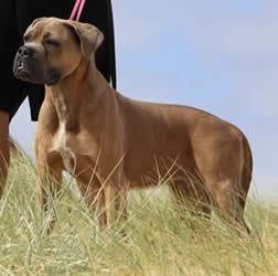 DDDawgs Burrasca Furiusa