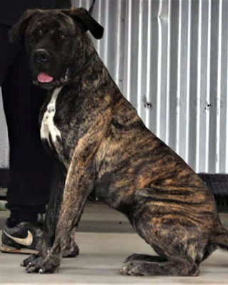 Roughhouse Priscilla