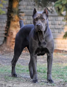 DDD IRIS pedigree grandfather