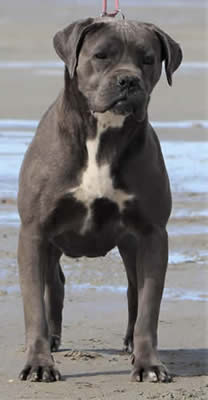 DDD IRIS pedigree mother