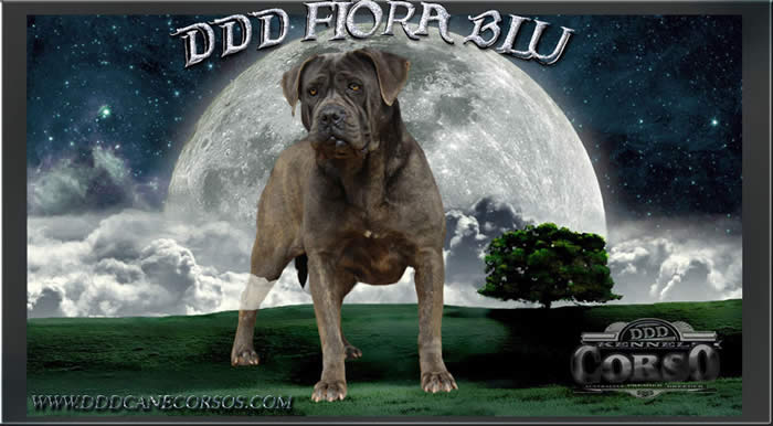 DDDawgs Fiora Blu