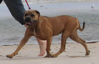 DDDawgs Burrasca Furiusa