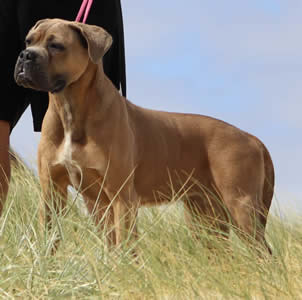 DDDawgs Burrasca Furiusa