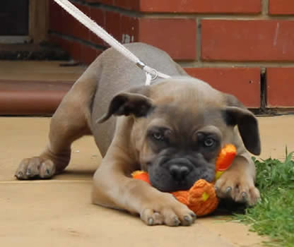 DDDawgs Burrasca Furiusa